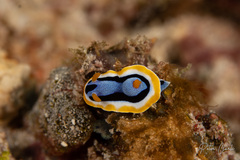 Chromodoris annae