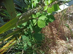 Rubus leptothyrsos
