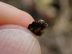 Mannia gracilis