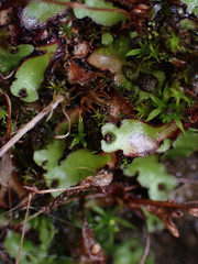 Mannia gracilis