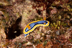 Chromodoris annae