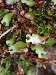 Mannia gracilis