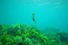 Meuschenia hippocrepis