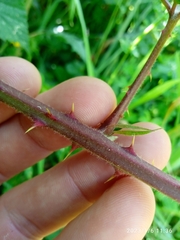Rubus leptothyrsos