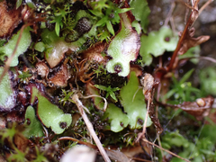 Mannia gracilis