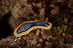 Chromodoris annae