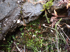 Mannia gracilis