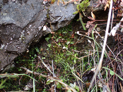 Mannia gracilis
