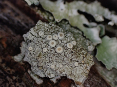 Ostropomycetidae