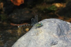 Hemigomphus heteroclytus