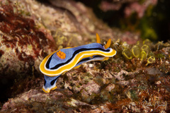 Chromodoris annae
