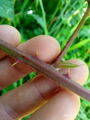Rubus leptothyrsos