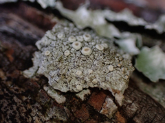 Ostropomycetidae