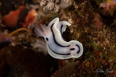 Chromodoris lochi