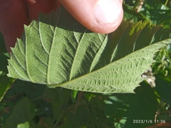 Rubus leptothyrsos
