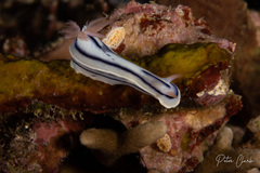 Chromodoris lochi