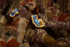 Chromodoris annae