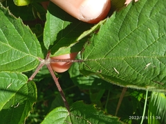 Rubus leptothyrsos