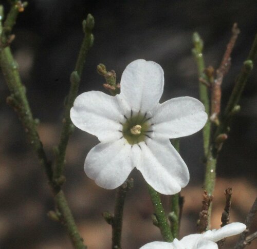 western cyphanthera (Cyphanthera microphylla)