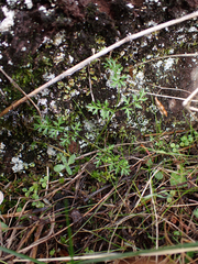 Lomatium utriculatum