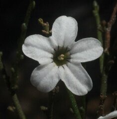 Cyphanthera microphylla