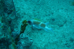 Holocentrus adscensionis