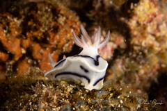 Chromodoris lochi