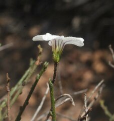 Cyphanthera microphylla