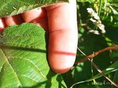 Rubus leptothyrsos