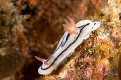 Chromodoris lochi