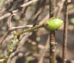 Cyphanthera microphylla