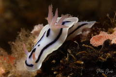 Chromodoris lochi