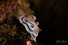 Chromodoris lochi