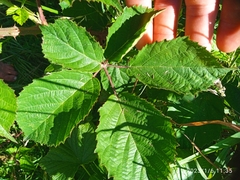 Rubus leptothyrsos