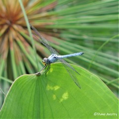 Chalcostephia flavifrons