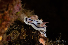 Chromodoris lochi