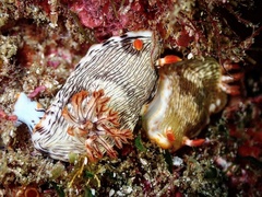 Chromodoris
