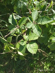 Rubus leptothyrsos