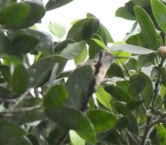 Amazilis amazilia