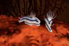 Chromodoris lochi