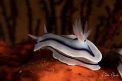 Chromodoris lochi