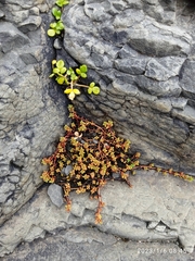 Crassula moschata