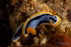 Chromodoris annae