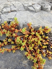 Crassula moschata