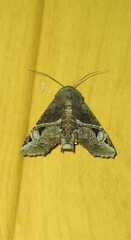 Targalla subocellata