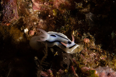 Chromodoris lochi