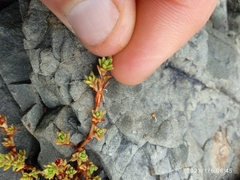 Crassula moschata