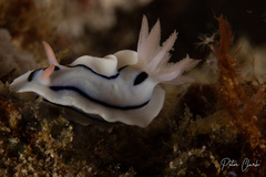 Chromodoris lochi