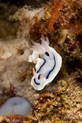 Chromodoris lochi