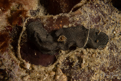 Doriprismatica stellata